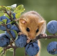 Profile picture for user bumblebeeduke8