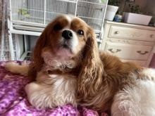 My dog: Lucy