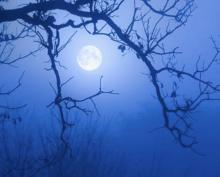 A full moon behind the branches of a tree against a blue sky.