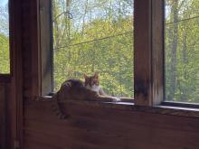 Brown and white cat sitting in a porch window 