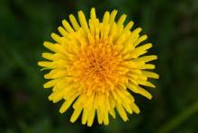 An image of a bright yellow dandelion