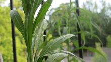 Picture of leaves of a plant