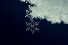 Profile picture for user Goldenrose