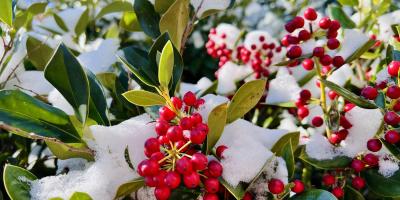 Red holly berries and snow