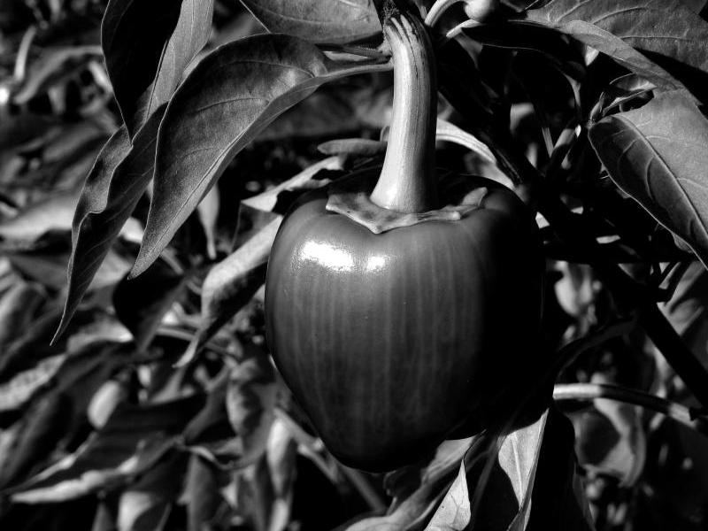 Bell pepper by mariana_zepeda16, YWP