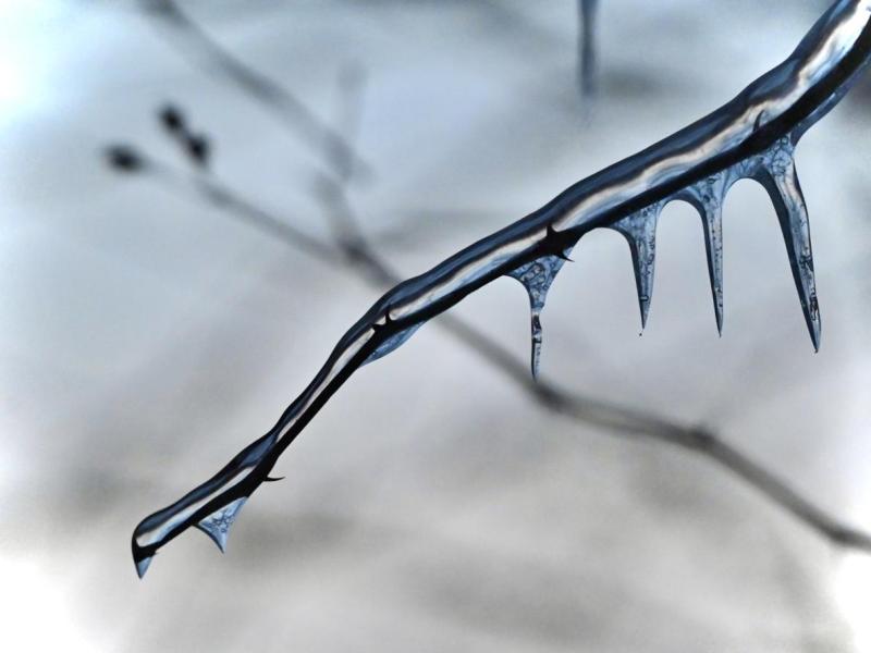 Ice covered branch