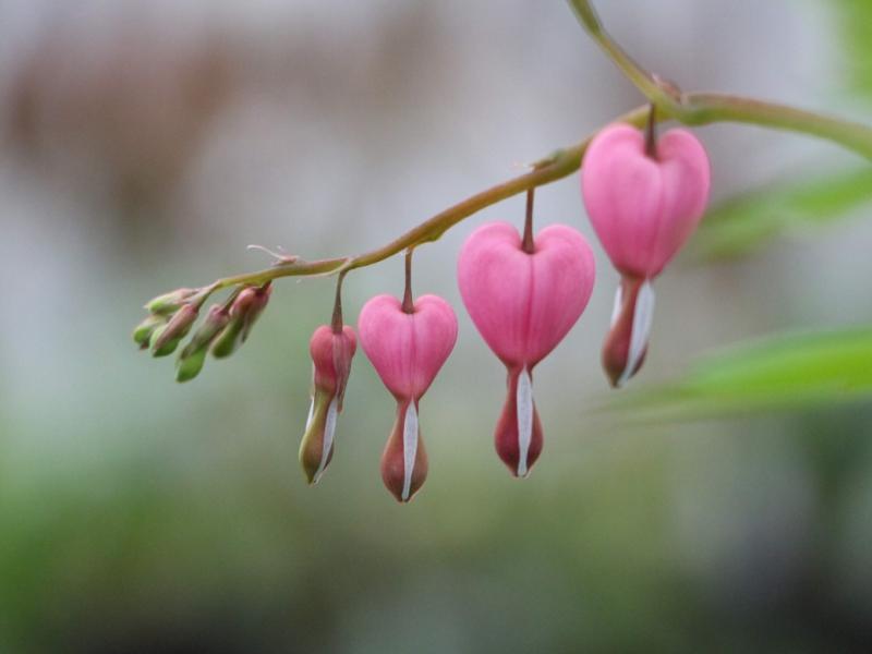 Pink bleeding hearts
