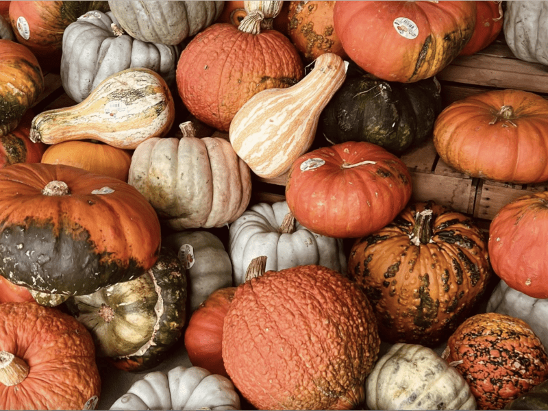 An image of many pumpkins in a pile.