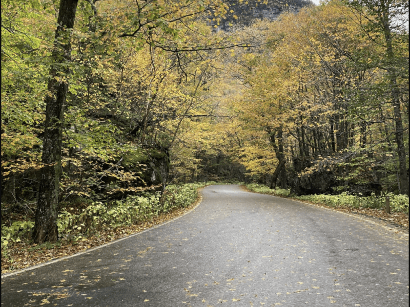 Image of a winding road in autumn.