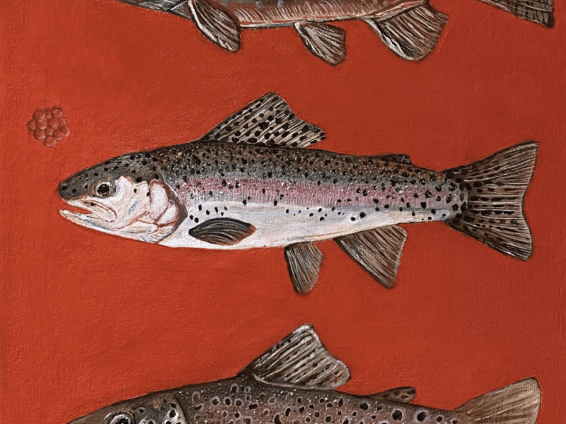 Painting of three trout.