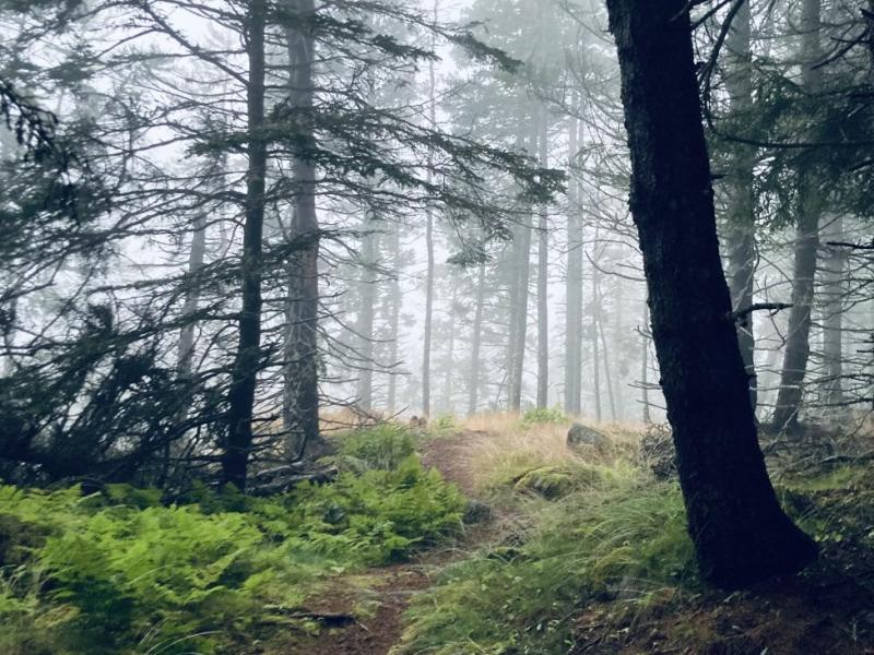 Swans Island Maine path