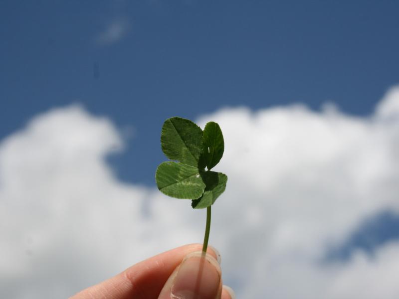 Image of a four leaf clover.