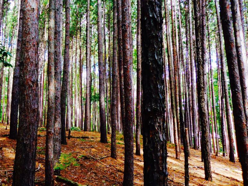 Tall trees in forest