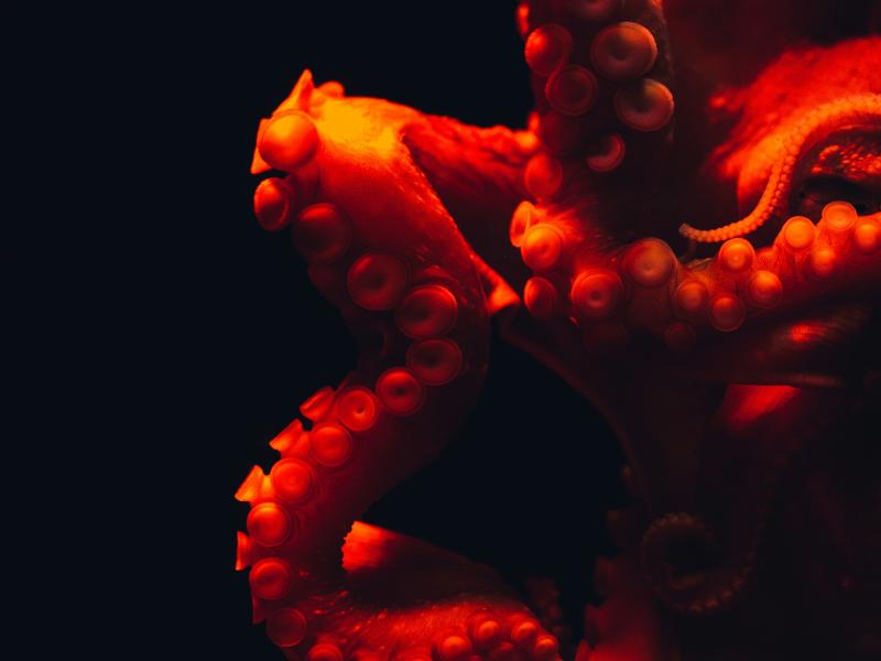 Image of red octopus tentacles.