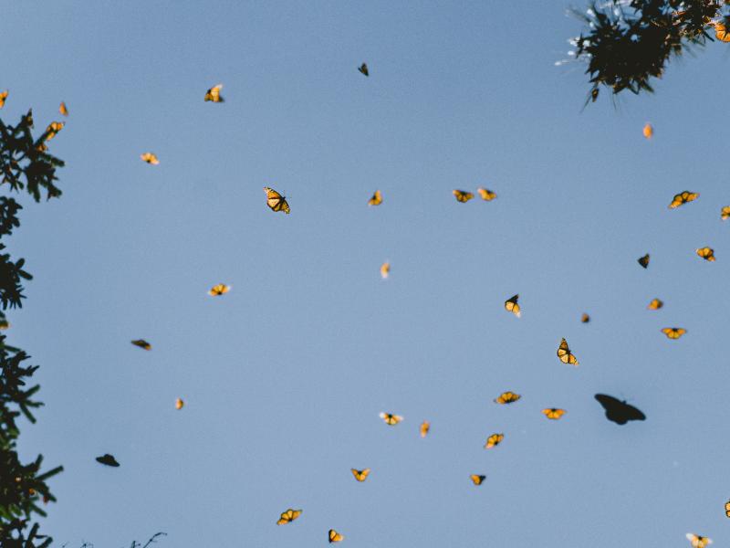 Image of orange butterflies against a blue sky.