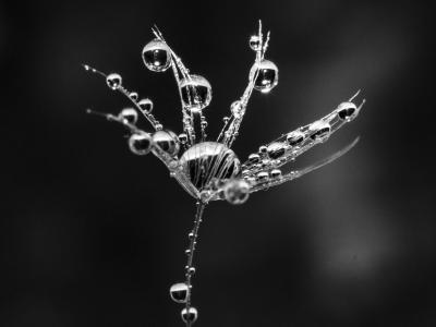 Black and white illustration of plant and waterdrops