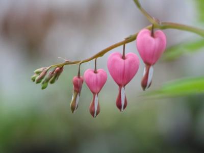 Pink bleeding hearts