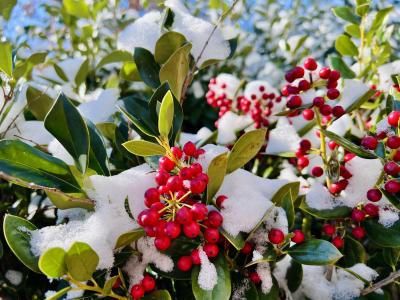 Red holly berries and snow