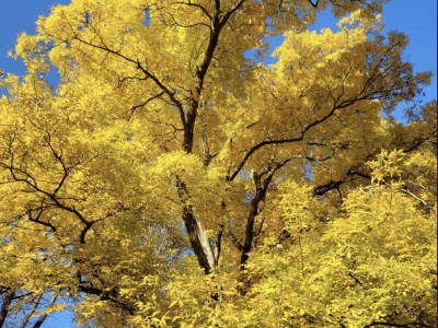 An image of a tree with yellow leaves against a blue sky.