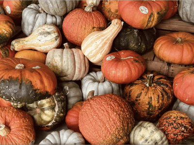 An image of many pumpkins in a pile.