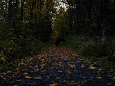Image of a dark road leading into the autumn forest.