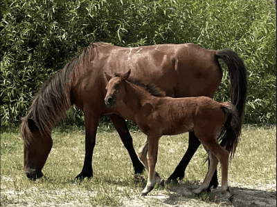 Image of two horses.