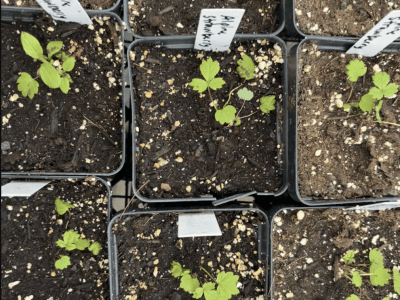 Image of seedlings.
