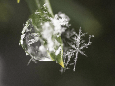 Image of a snowflake.