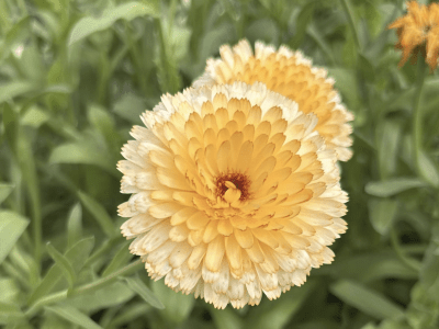 Image of a yellow marigold.