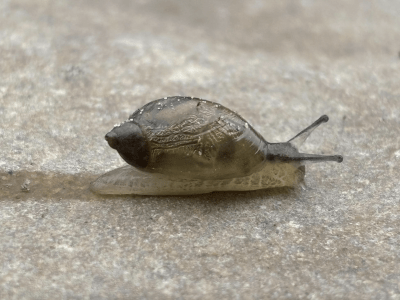 Photo of a snail.
