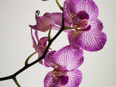 Image of an orchid.