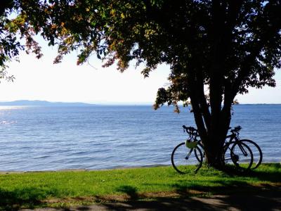 Bikes by tree and lake