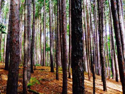 Tall trees in forest