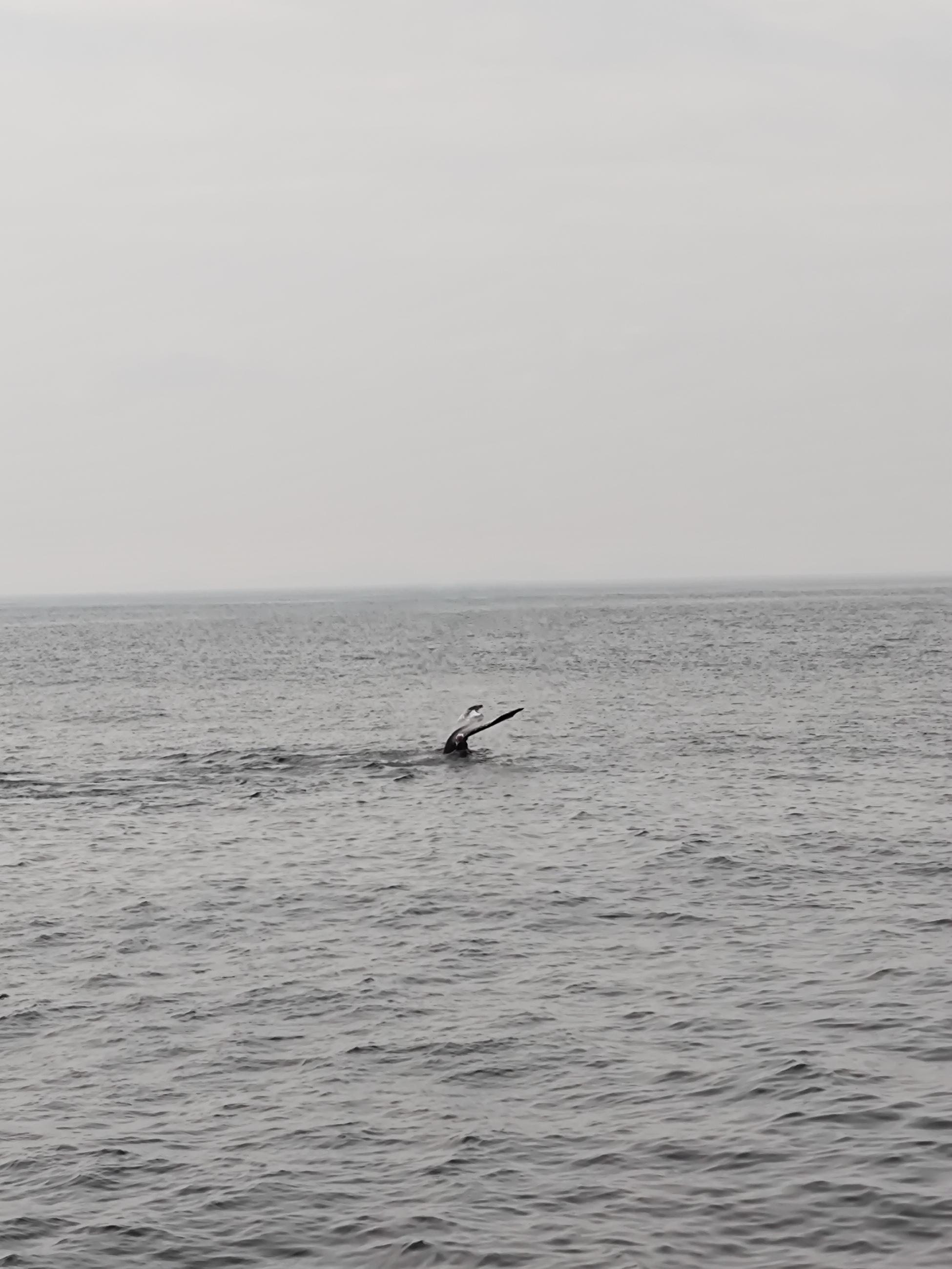 Whale Tale | Young Writers Project