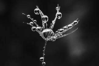 Black and white illustration of plant and waterdrops