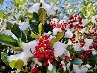 Red holly berries and snow