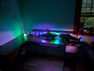 Two blåhajar on a desk in a dark room. Their mouths are touching, and rainbow lights illuminate them from above.