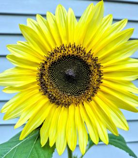 Sunflower against blue backdrop
