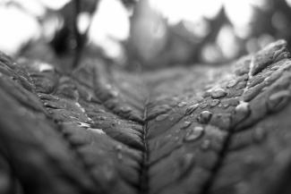 A close up, black and white picture of a leaf covered with raindrops.
