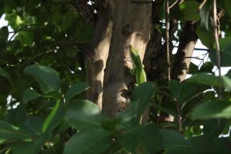 A lizard surrounded by leaves
