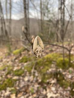 A leaf unfurling, looks like wings curled up, angelic.