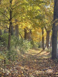Trees everywhere and leaves on the footpath 