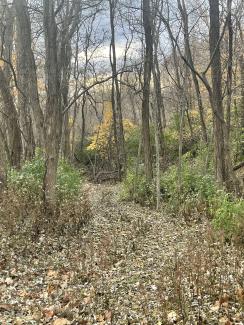 A cold walkway with trees but no leaves on them