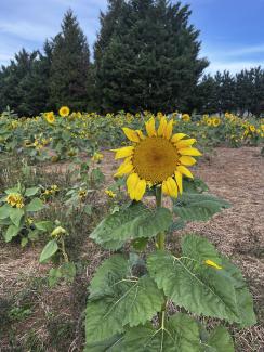 field of sunflowers