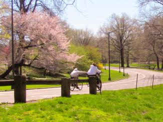 two friends ride side by side on bicycles in central park. holding each other with one hand. surrounded by beautiful trees. 