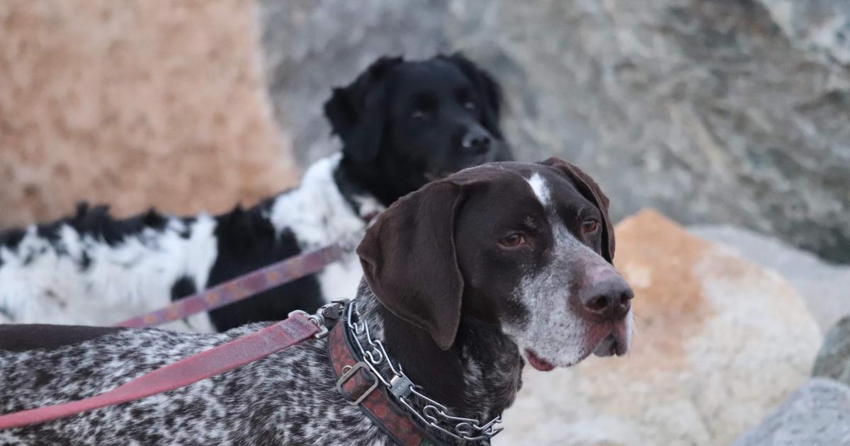DOGS | Young Writers Project