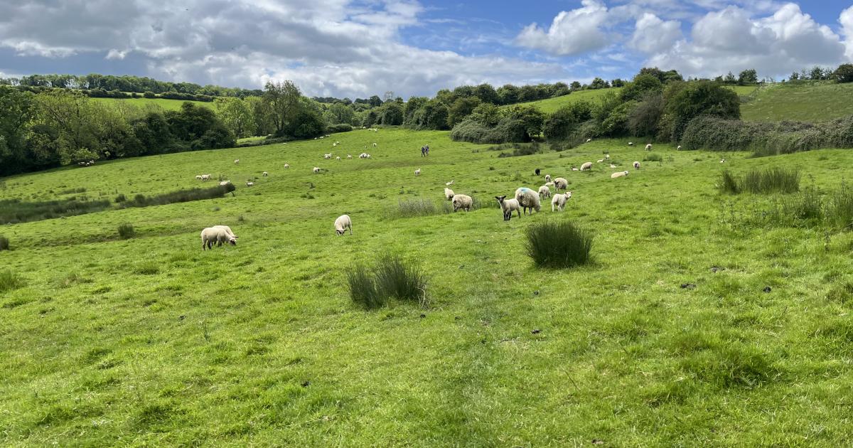 The Sweetest Springtime Friends | Young Writers Project