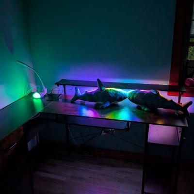 Two blåhajar on a desk in a dark room. Their mouths are touching, and rainbow lights illuminate them from above.