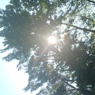 Sun in the trees