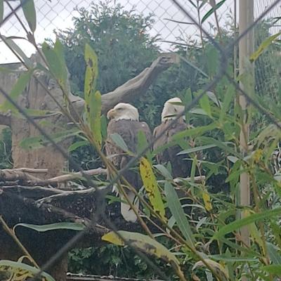 Bald eagles
